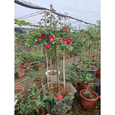 Hoa hồng ngoại Tree Monica Rose bông to - Siêu đẹp, giảm giá 240k chỉ 292.800đ