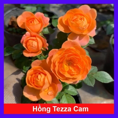 Hoa Hồng Tezza Cam - Cây Siêng Hoa Màu Đẹp Rực Rỡ, Giá Ưu Đãi 55.000đ
