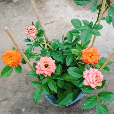 Hoa Hồng Tezza Cam - Cây Siêng Hoa Màu Đẹp Rực Rỡ, Giá Ưu Đãi 55.000đ