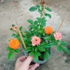 Hoa Hồng Tezza Cam - Cây Siêng Hoa Màu Đẹp Rực Rỡ, Giá Ưu Đãi 55.000đ 3