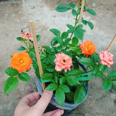 Hoa Hồng Tezza Cam - Cây Siêng Hoa Màu Đẹp Rực Rỡ, Giá Ưu Đãi 55.000đ