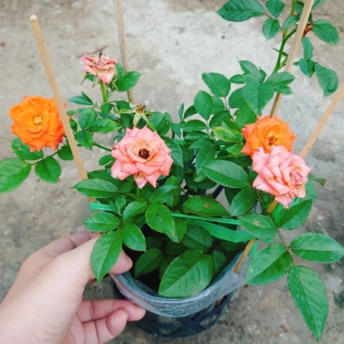 Hoa Hồng Tezza Cam - Cây Siêng Hoa Màu Đẹp Rực Rỡ, Giá Ưu Đãi 55.000đ 5 Hoa Hồng Tezza Cam - Cây Siêng Hoa Màu Đẹp Rực Rỡ, Giá Ưu Đãi 55.000đ 5