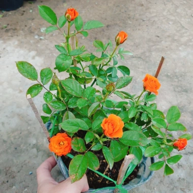 Hoa Hồng Tezza Cam - Cây Siêng Hoa Màu Đẹp Rực Rỡ, Giá Ưu Đãi 55.000đ