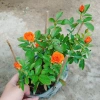 Hoa Hồng Tezza Cam - Cây Siêng Hoa Màu Đẹp Rực Rỡ, Giá Ưu Đãi 55.000đ 7