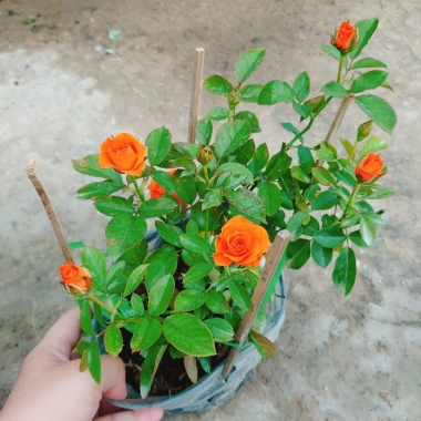 Hoa Hồng Tezza Cam - Cây Siêng Hoa Màu Đẹp Rực Rỡ, Giá Ưu Đãi 55.000đ