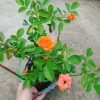 Hoa Hồng Tezza Cam - Cây Siêng Hoa Màu Đẹp Rực Rỡ, Giá Ưu Đãi 55.000đ 8
