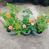 Hoa Hồng Tezza Cam - Cây Siêng Hoa Màu Đẹp Rực Rỡ, Giá Ưu Đãi 55.000đ 9