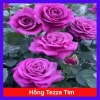 Hoa Hồng Tezza Tím - Cây cảnh trồng sân vườn, trang trí nhà, giảm giá 55.000đ