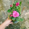Hoa Hồng Tezza Tím - Cây cảnh trồng sân vườn, trang trí nhà, giảm giá 55.000đ 2