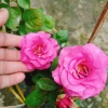 Hoa Hồng Tezza Tím - Cây cảnh trồng sân vườn, trang trí nhà, giảm giá 55.000đ 3