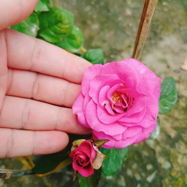 Hoa Hồng Tezza Tím - Cây cảnh trồng sân vườn, trang trí nhà, giảm giá 55.000đ 5