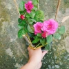 Hoa Hồng Tezza Tím - Cây cảnh trồng sân vườn, trang trí nhà, giảm giá 55.000đ 6