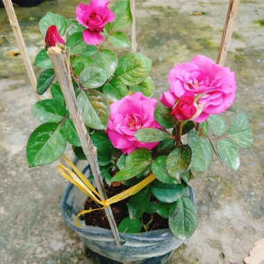 Hoa Hồng Tezza Tím - Cây cảnh trồng sân vườn, trang trí nhà, giảm giá 55.000đ 7