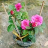 Hoa Hồng Tezza Tím - Cây cảnh trồng sân vườn, trang trí nhà, giảm giá 55.000đ 8