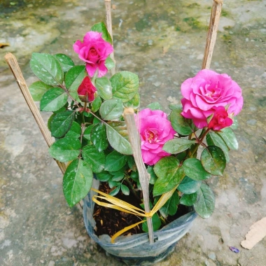 Hoa Hồng Tezza Tím - Cây cảnh trồng sân vườn, trang trí nhà, giảm giá 55.000đ 9