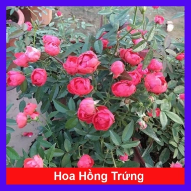 Hoa Hồng Trứng Margo Koster Rose - Cây Cảnh Sân Vườn, Giá Ưu Đãi 75.000 VNĐ