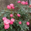 Hoa Hồng Trứng Margo Koster Rose - Cây Cảnh Sân Vườn, Giá Ưu Đãi 75.000 VNĐ 2