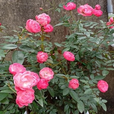 Hoa Hồng Trứng Margo Koster Rose - Cây Cảnh Sân Vườn, Giá Ưu Đãi 75.000 VNĐ