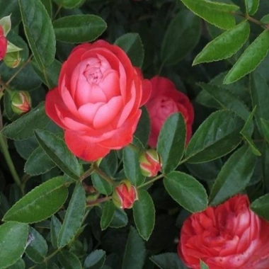 Hoa Hồng Trứng Margo Koster Rose - Cây Cảnh Sân Vườn, Giá Ưu Đãi 75.000 VNĐ