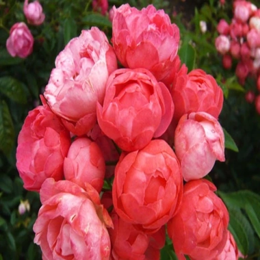 Hoa Hồng Trứng Margo Koster Rose - Cây Cảnh Sân Vườn, Giá Ưu Đãi 75.000 VNĐ