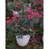 Hoa Hồng Trứng Margo Koster Rose - Cây Cảnh Sân Vườn, Giá Ưu Đãi 75.000 VNĐ 5