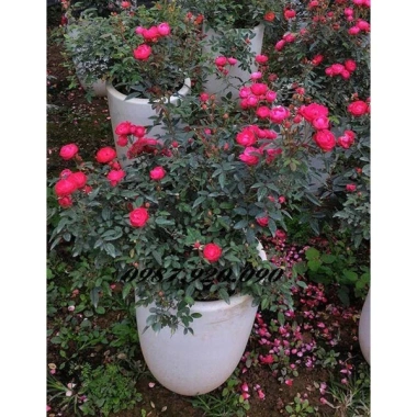 Hoa Hồng Trứng Margo Koster Rose - Cây Cảnh Sân Vườn, Giá Ưu Đãi 75.000 VNĐ