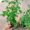 Hoa Hồng Trứng Margo Koster Rose - Cây Cảnh Sân Vườn, Giá Ưu Đãi 75.000 VNĐ 6