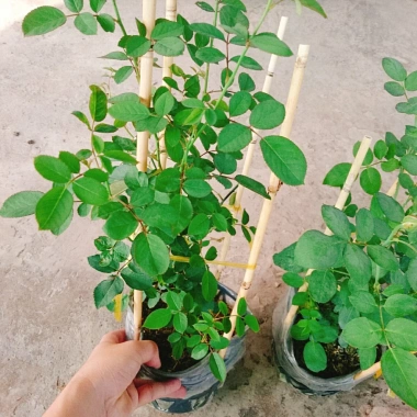 Hoa Hồng Trứng Margo Koster Rose - Cây Cảnh Sân Vườn, Giá Ưu Đãi 75.000 VNĐ