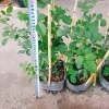 Hoa Hồng Trứng Margo Koster Rose - Cây Cảnh Sân Vườn, Giá Ưu Đãi 75.000 VNĐ 7