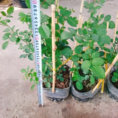 Hoa Hồng Trứng Margo Koster Rose - Cây Cảnh Sân Vườn, Giá Ưu Đãi 75.000 VNĐ