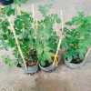 Hoa Hồng Trứng Margo Koster Rose - Cây Cảnh Sân Vườn, Giá Ưu Đãi 75.000 VNĐ 8