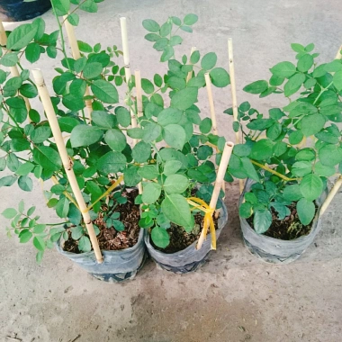 Hoa Hồng Trứng Margo Koster Rose - Cây Cảnh Sân Vườn, Giá Ưu Đãi 75.000 VNĐ