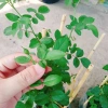 Hoa Hồng Trứng Margo Koster Rose - Cây Cảnh Sân Vườn, Giá Ưu Đãi 75.000 VNĐ 9