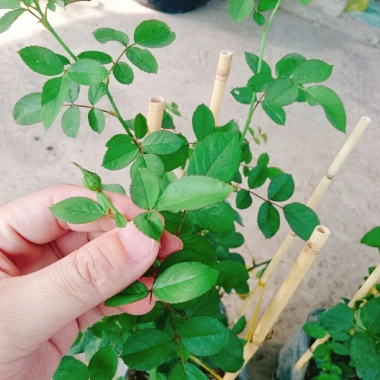 Hoa Hồng Trứng Margo Koster Rose - Cây Cảnh Sân Vườn, Giá Ưu Đãi 75.000 VNĐ