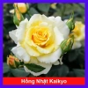 Hoa Hồng Vàng Nhật Bản Kaikyo Rose - Hoa hồng chuyển màu vàng sang trắng, giá chỉ 85.000 VND