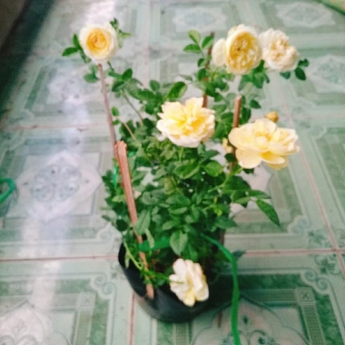 Hoa Hồng Vàng Nhật Bản Kaikyo Rose - Hoa hồng chuyển màu vàng sang trắng, giá chỉ 85.000 VND