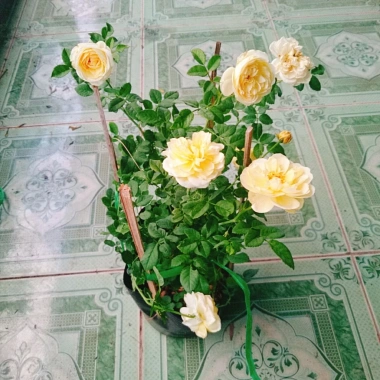 Hoa Hồng Vàng Nhật Bản Kaikyo Rose - Hoa hồng chuyển màu vàng sang trắng, giá chỉ 85.000 VND