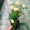 Hoa Hồng Vàng Nhật Bản Kaikyo Rose - Hoa hồng chuyển màu vàng sang trắng, giá chỉ 85.000 VND 4