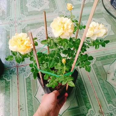 Hoa Hồng Vàng Nhật Bản Kaikyo Rose - Hoa hồng chuyển màu vàng sang trắng, giá chỉ 85.000 VND
