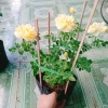 Hoa Hồng Vàng Nhật Bản Kaikyo Rose - Hoa hồng chuyển màu vàng sang trắng, giá chỉ 85.000 VND 6