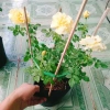 Hoa Hồng Vàng Nhật Bản Kaikyo Rose - Hoa hồng chuyển màu vàng sang trắng, giá chỉ 85.000 VND 7