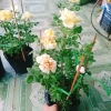 Hoa Hồng Vàng Nhật Bản Kaikyo Rose - Hoa hồng chuyển màu vàng sang trắng, giá chỉ 85.000 VND 8