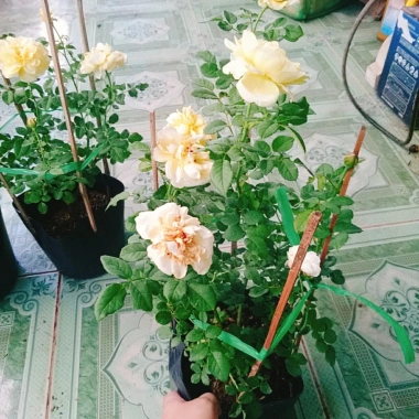 Hoa Hồng Vàng Nhật Bản Kaikyo Rose - Hoa hồng chuyển màu vàng sang trắng, giá chỉ 85.000 VND 8 Hoa Hồng Vàng Nhật Bản Kaikyo Rose - Hoa hồng chuyển màu vàng sang trắng, giá chỉ 85.000 VND 8