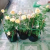 Hoa Hồng Vàng Nhật Bản Kaikyo Rose - Hoa hồng chuyển màu vàng sang trắng, giá chỉ 85.000 VND 9