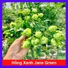 Hoa hồng xanh Jane Green Rose - Biểu tượng tình yêu bất diệt, giảm giá 115.000đ