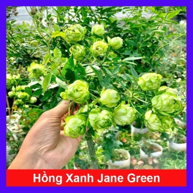 Hoa hồng xanh Jane Green Rose - Biểu tượng tình yêu bất diệt, giảm giá 115.000đ