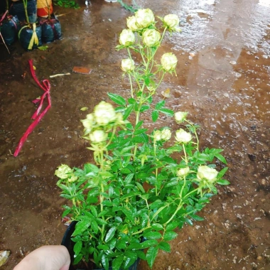 Hoa hồng xanh Jane Green Rose - Biểu tượng tình yêu bất diệt, giảm giá 115.000đ