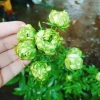 Hoa hồng xanh Jane Green Rose - Biểu tượng tình yêu bất diệt, giảm giá 115.000đ 3