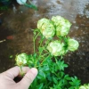Hoa hồng xanh Jane Green Rose - Biểu tượng tình yêu bất diệt, giảm giá 115.000đ 4