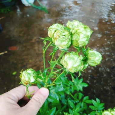 Hoa hồng xanh Jane Green Rose - Biểu tượng tình yêu bất diệt, giảm giá 115.000đ 4 Hoa hồng xanh Jane Green Rose - Biểu tượng tình yêu bất diệt, giảm giá 115.000đ 4